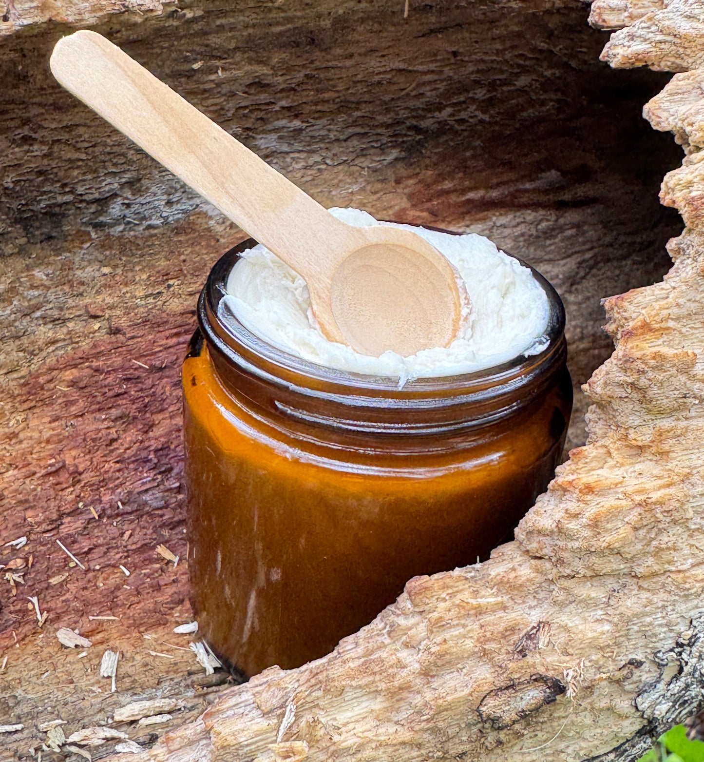 Jar of Calendula infused body butter with a wooden spoon, in a hollowed-out tree branch